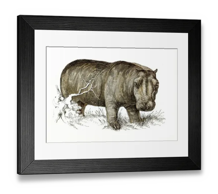 Framed Print : Hippopotamus engraving 1851