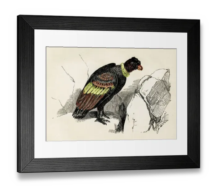 Framed Print : Condor engraving 1851 Framed Print : Condor engraving 1851