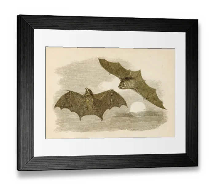 Framed Print : Common bats engraving 1851
