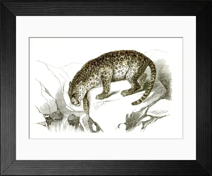Framed Print : Jaguar engraving 1851 Framed Print : Jaguar engraving 1851
