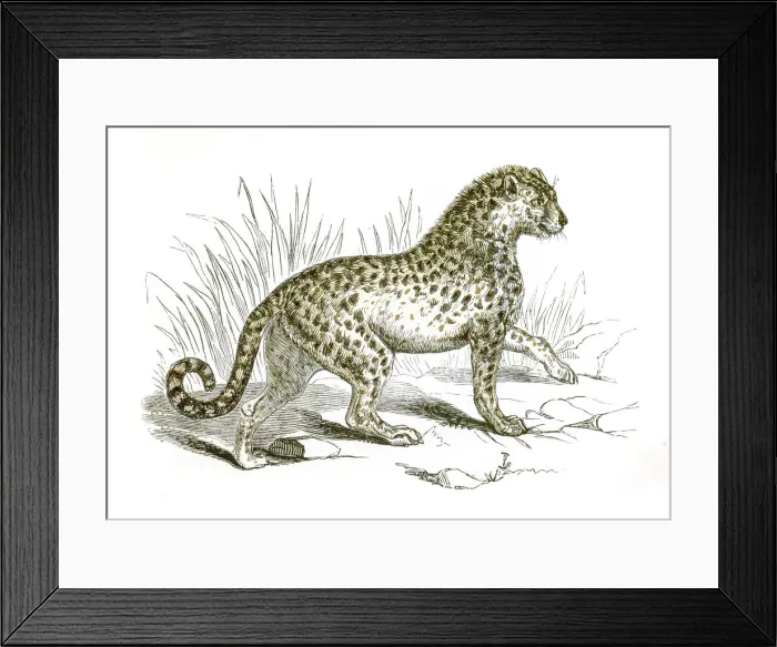 Framed Print : Leopard engraving 1851 Framed Print : Leopard engraving 1851