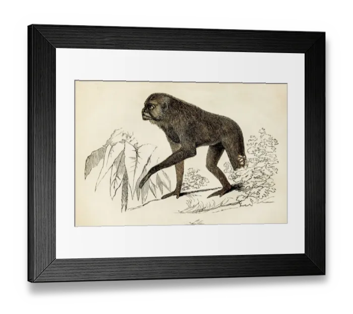 Framed Print : Monkey engraving 1851