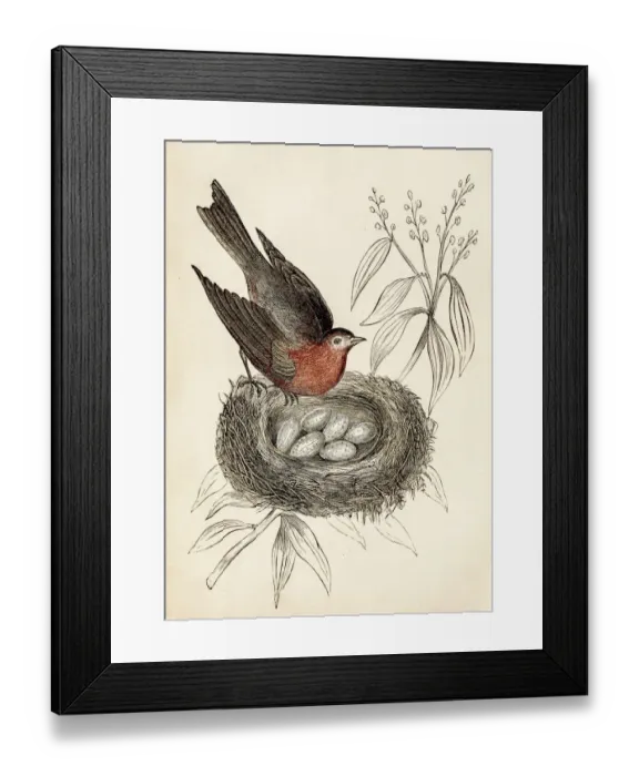 Framed Print : bird engraving 1851 Framed Print : bird engraving 1851