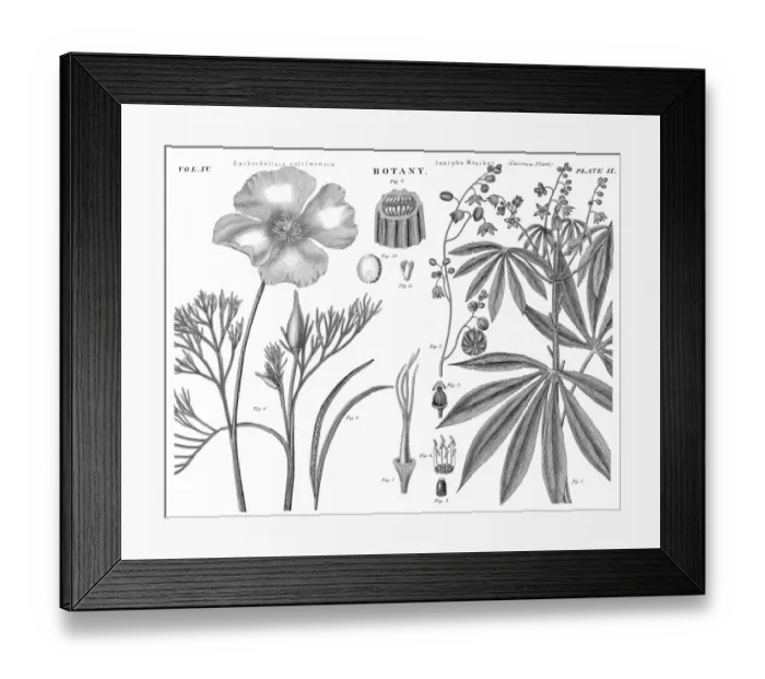 Framed Print : Cassava plant engraving 1878 Framed Print : Cassava plant engraving 1878
