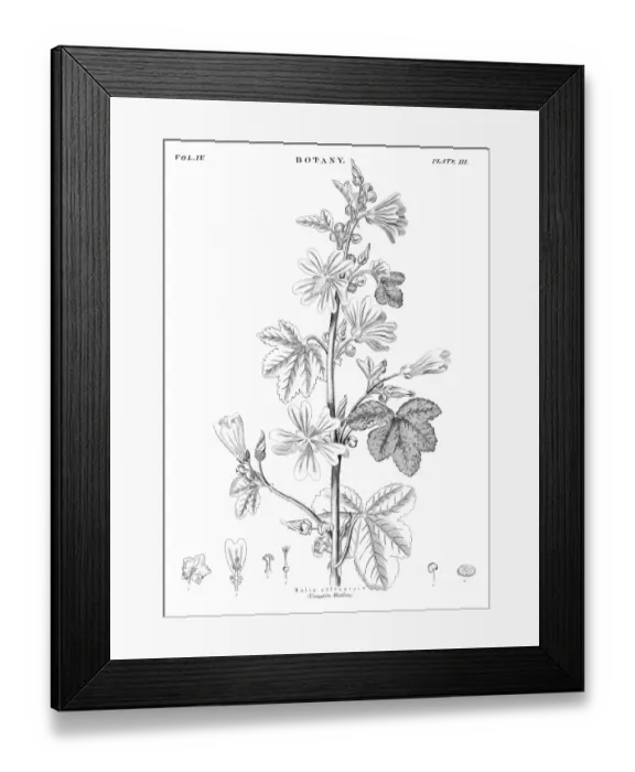 Framed Print : Common Mallow engraving 1878 Framed Print : Common Mallow engraving 1878