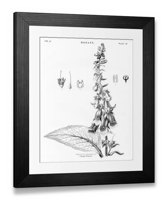 Framed Print : Purple foxglove botany engraving 1878 Framed Print : Purple foxglove botany engraving 1878