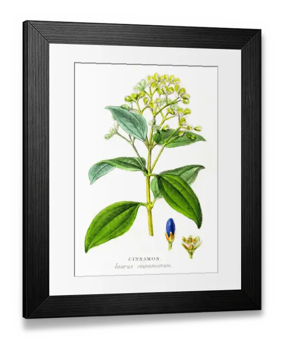 Framed Print : Cinnamon spice engraving 1855 Framed Print : Cinnamon spice engraving 1855