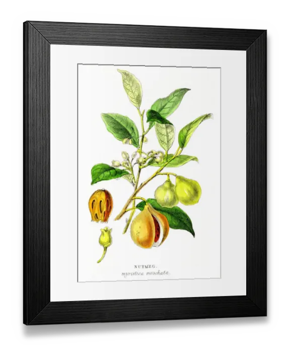 Framed Print : Nutmeg spice engraving 1855 Framed Print : Nutmeg spice engraving 1855