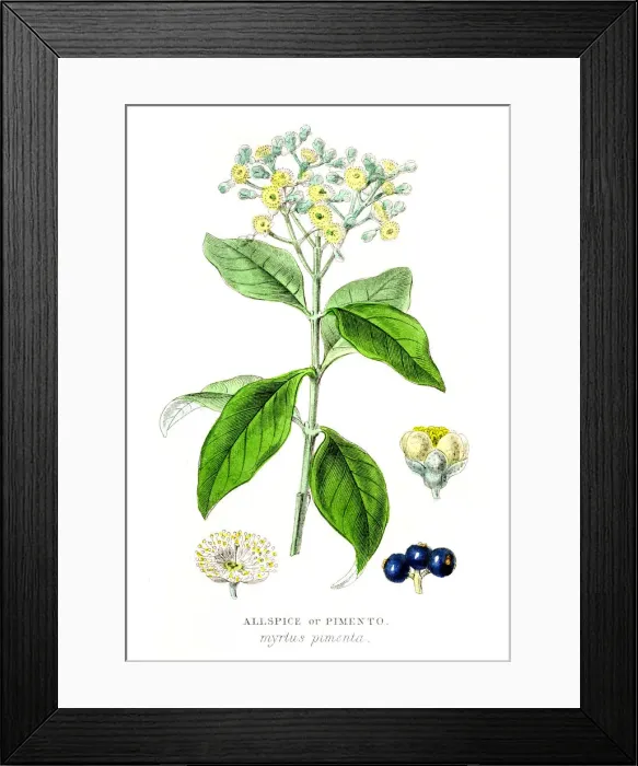 Framed Print : spice engraving 1855 Framed Print : spice engraving 1855