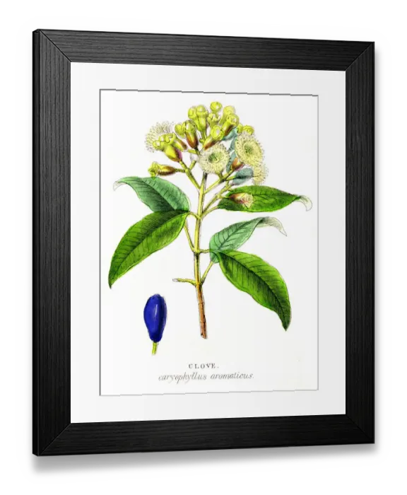 Framed Print : Clove spice engraving 1855 Framed Print : Clove spice engraving 1855
