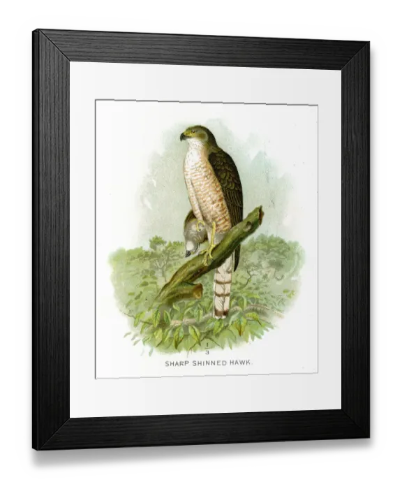 Framed Print : Sharp shinned hawk lithograph 1897 Framed Print : Sharp shinned hawk lithograph 1897