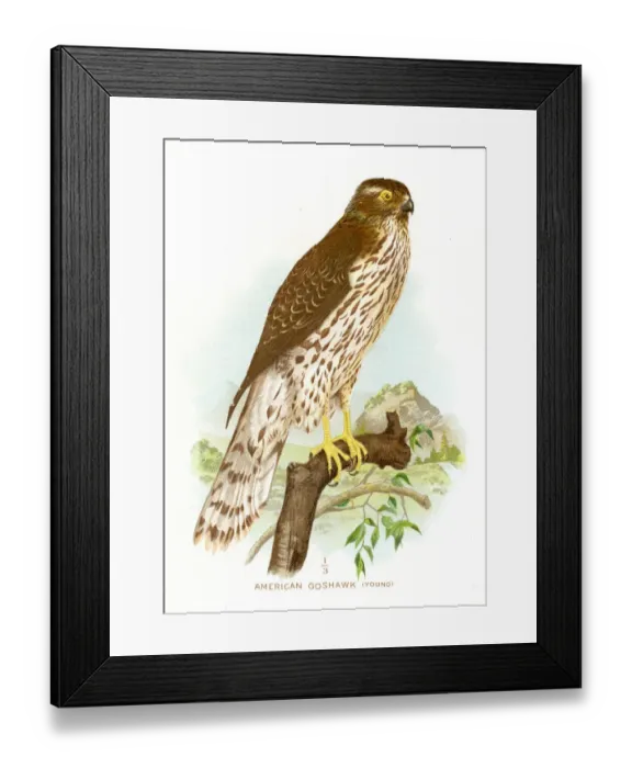 Framed Print : American goshawk lithograph 1897 Framed Print : American goshawk lithograph 1897