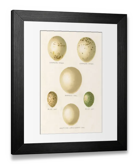 Framed Print : Birds eggs lithograph 1897 Framed Print : Birds eggs lithograph 1897
