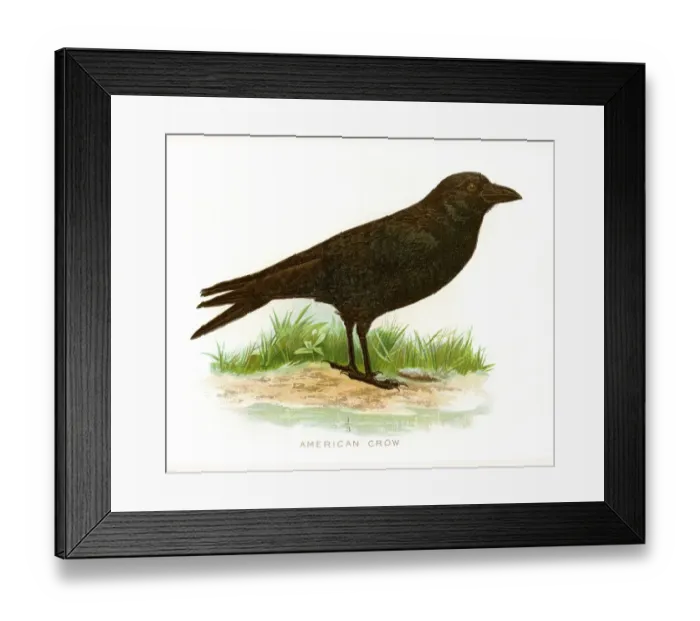 Framed Print : American crow bird lithograph 1897 Framed Print : American crow bird lithograph 1897