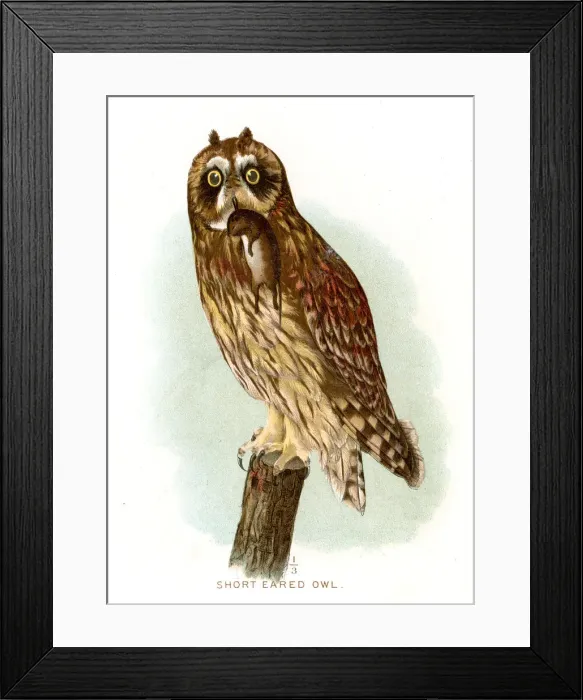 Framed Print : Short eared owl lithograph 1897 Framed Print : Short eared owl lithograph 1897