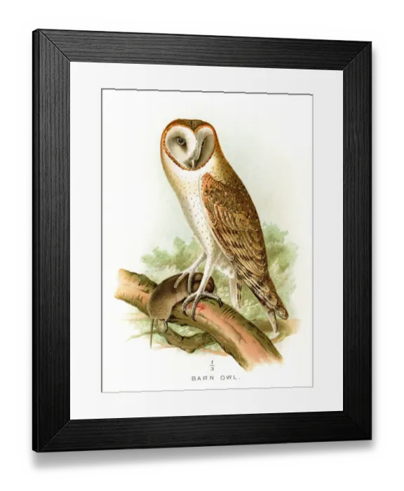 Framed Print : Barn owl lithograph 1897 Framed Print : Barn owl lithograph 1897