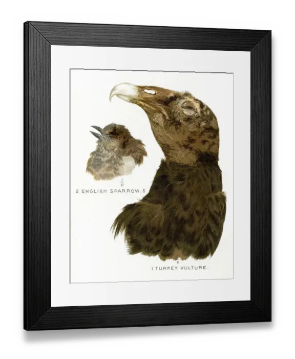 Framed Print : Turkey vulture head lithograph 1897 Framed Print : Turkey vulture head lithograph 1897