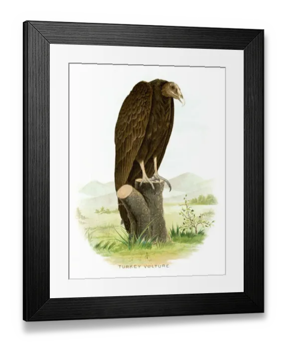 Framed Print : Turkey vulture lithograph 1897 Framed Print : Turkey vulture lithograph 1897