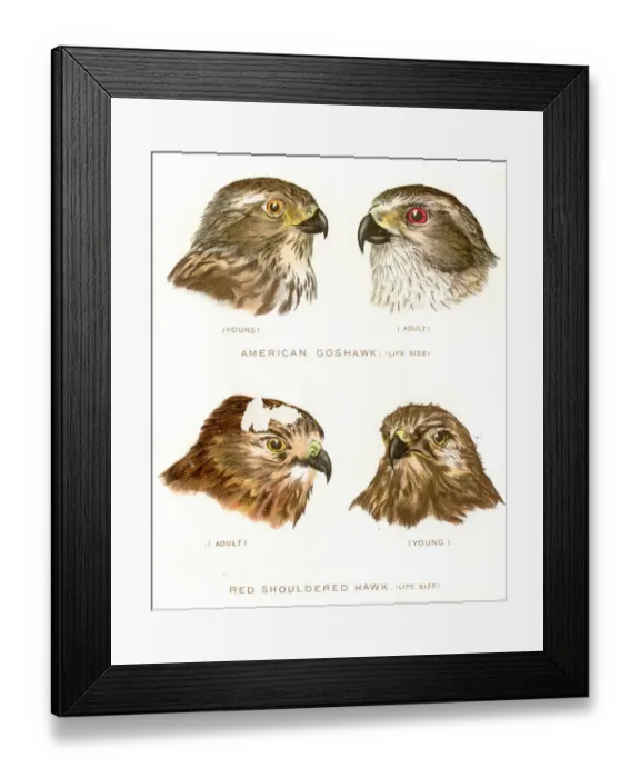 Framed Print : American goshawk bird lithograph 1897 Framed Print : American goshawk bird lithograph 1897