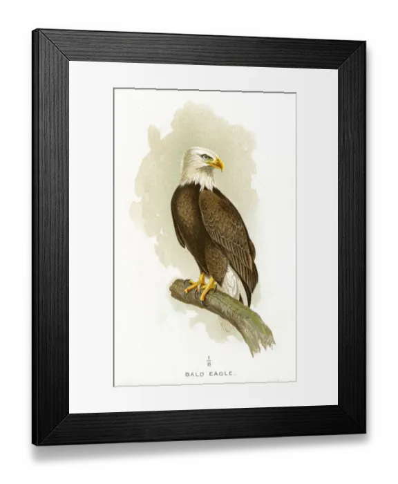 Framed Print : Bald eagle lithograph 1897 Framed Print : Bald eagle lithograph 1897