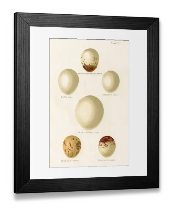 Framed Print : Birds eggs lithograph 1897 Framed Print : Birds eggs lithograph 1897