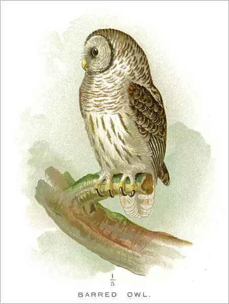 Barred owl lithograph 1897