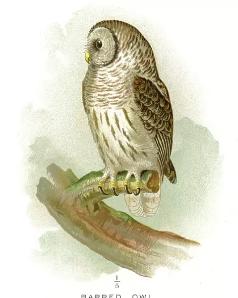 Barred owl lithograph 1897
