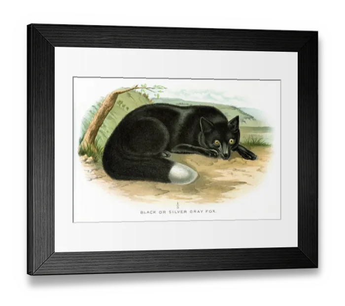 Framed Print : Black fox lithograph 1897 Framed Print : Black fox lithograph 1897