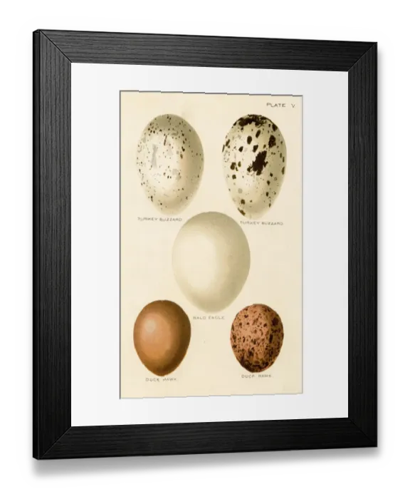 Framed Print : Birds eggs lithograph 1897 Framed Print : Birds eggs lithograph 1897
