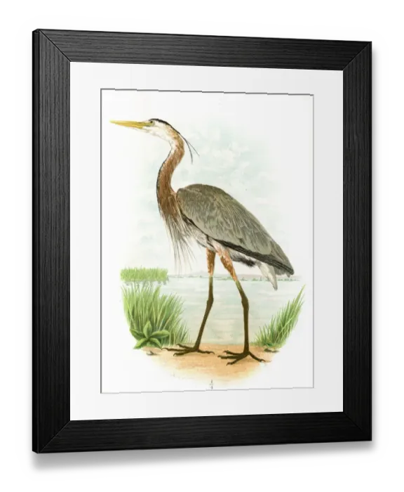 Framed Print : Great blue heron lithograph 1897