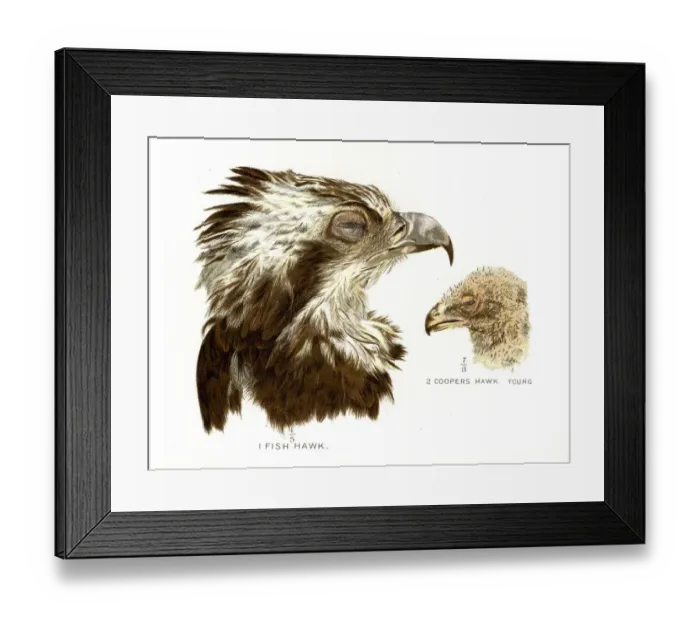 Framed Print : lithograph 1897 Framed Print : lithograph 1897