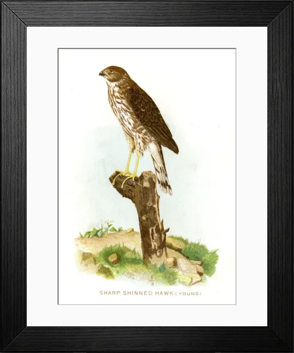 Framed Print : Sharp shinned hawk lithograph 1897 Framed Print : Sharp shinned hawk lithograph 1897
