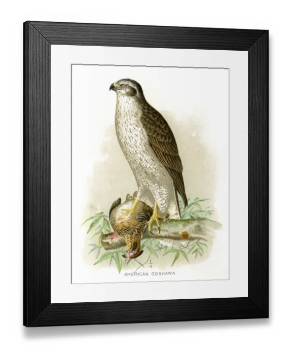 Framed Print : American goshawk lithograph 1897 Framed Print : American goshawk lithograph 1897