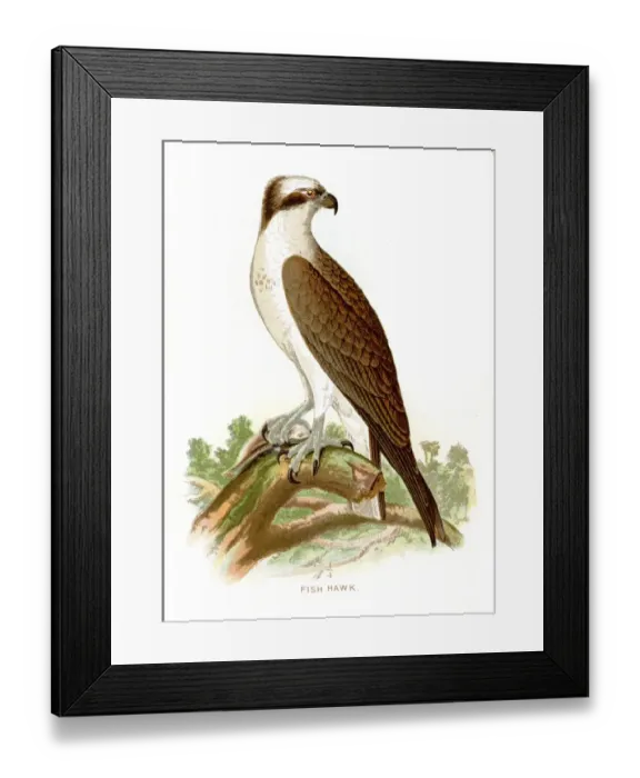Framed Print : Fish hawk lithograph 1897 Framed Print : Fish hawk lithograph 1897