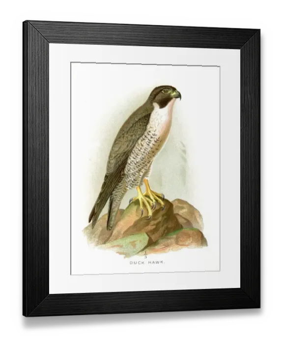 Framed Print : lithograph 1897
