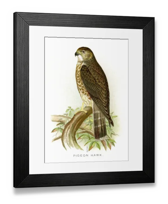 Framed Print : Pigeon hawk lithograph 1897 Framed Print : Pigeon hawk lithograph 1897