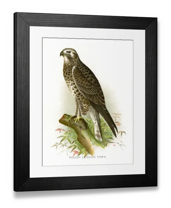 Framed Print : Rough legged hawk lithograph 1897 Framed Print : Rough legged hawk lithograph 1897