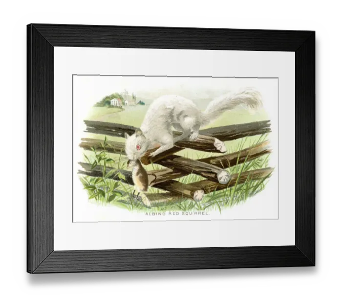 Framed Print : Albino red squirrel lithograph 1897 Framed Print : Albino red squirrel lithograph 1897