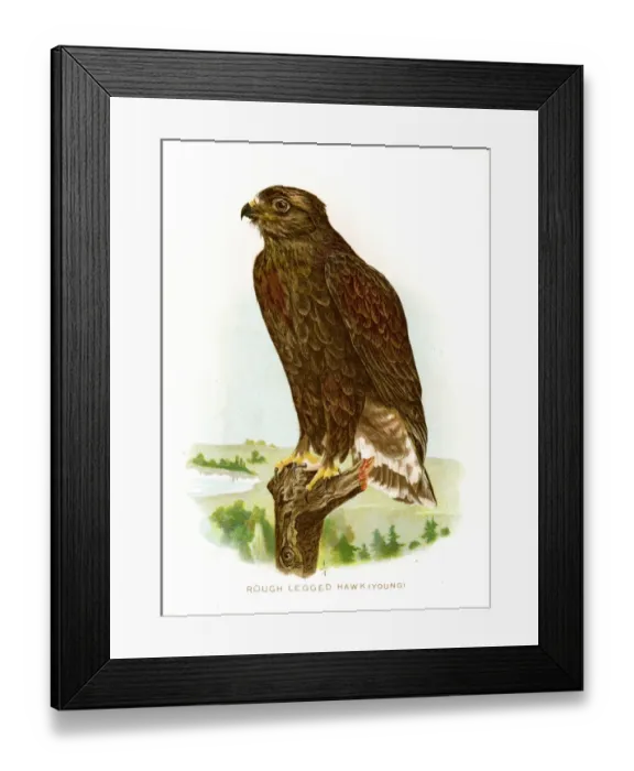 Framed Print : Rough legged hawk lithograph 1897 Framed Print : Rough legged hawk lithograph 1897
