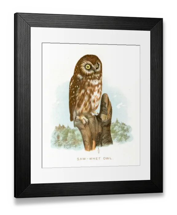 Framed Print : Saw-whet owl lithograph 1897 Framed Print : Saw-whet owl lithograph 1897