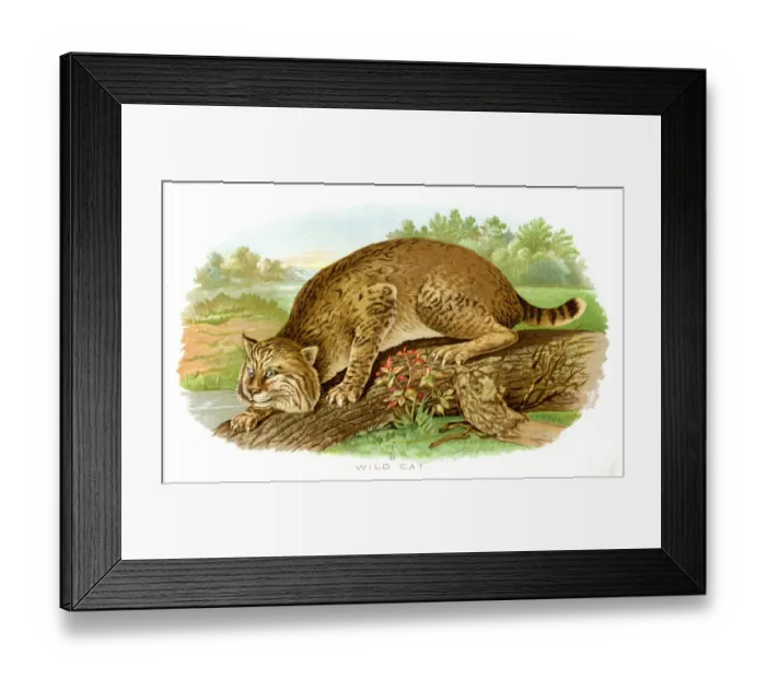Framed Print : Wild cat lithograph 1897 Framed Print : Wild cat lithograph 1897