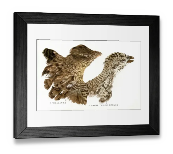 Framed Print : Pheasant and Grouse heads lithograph 1897 Framed Print : Pheasant and Grouse heads lithograph 1897