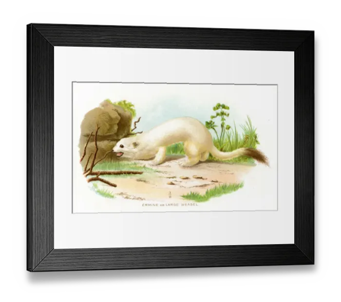 Framed Print : Large weasel lithograph 1897 Framed Print : Large weasel lithograph 1897