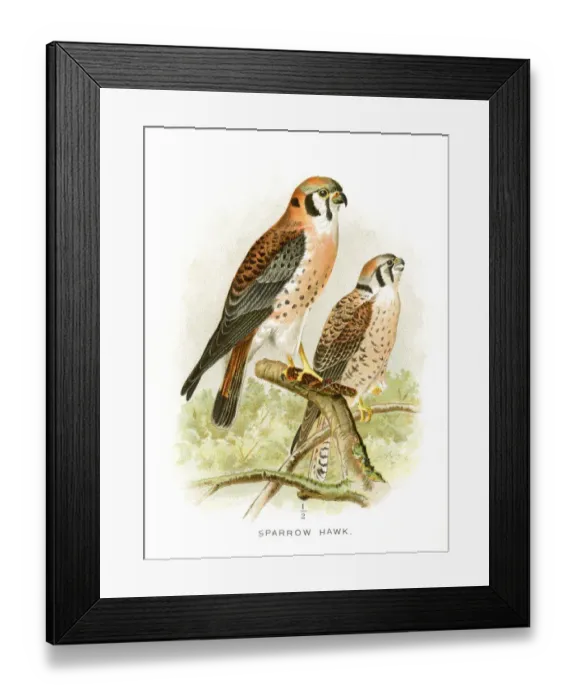 Framed Print : Sparrow hawk lithograph 1897 Framed Print : Sparrow hawk lithograph 1897