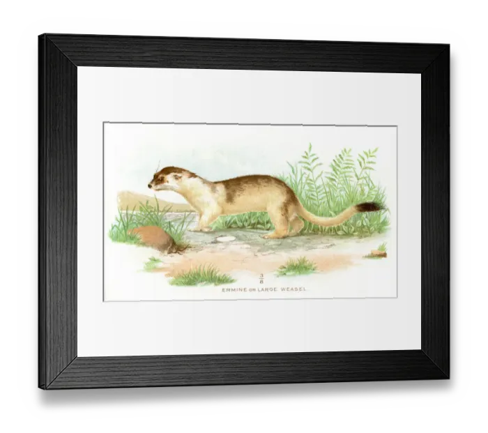 Framed Print : Large weasel lithograph 1897 Framed Print : Large weasel lithograph 1897