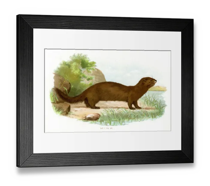 Framed Print : Mink lithograph 1897 Framed Print : Mink lithograph 1897