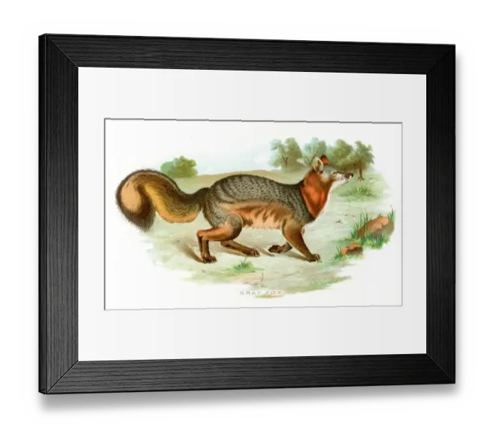 Framed Print : grey fox lithograph 1897 Framed Print : grey fox lithograph 1897