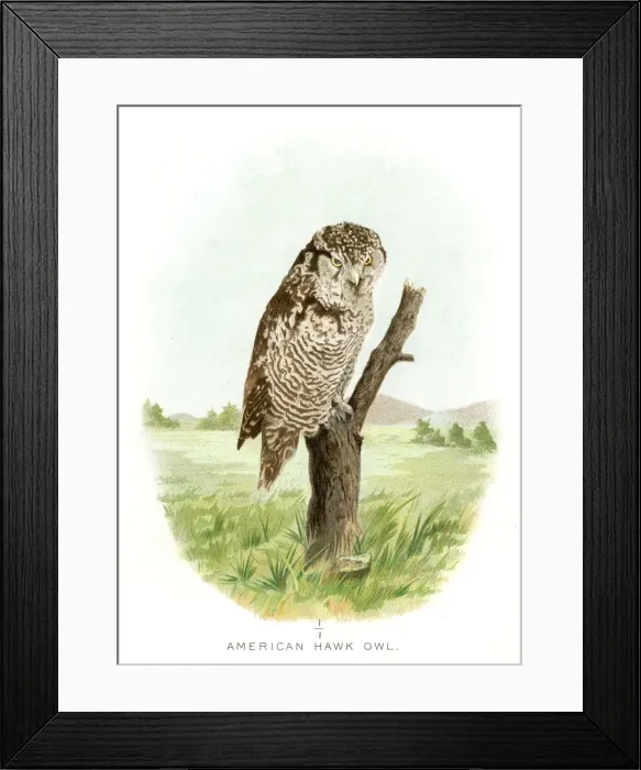 Framed Print : American hawk owl lithograph 1897 Framed Print : American hawk owl lithograph 1897