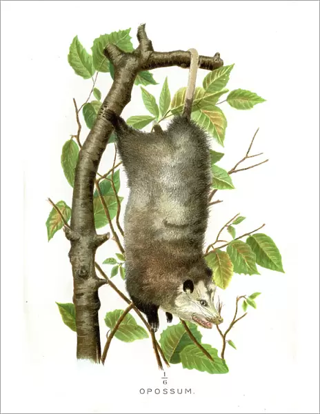 Opossum lithograph 1897