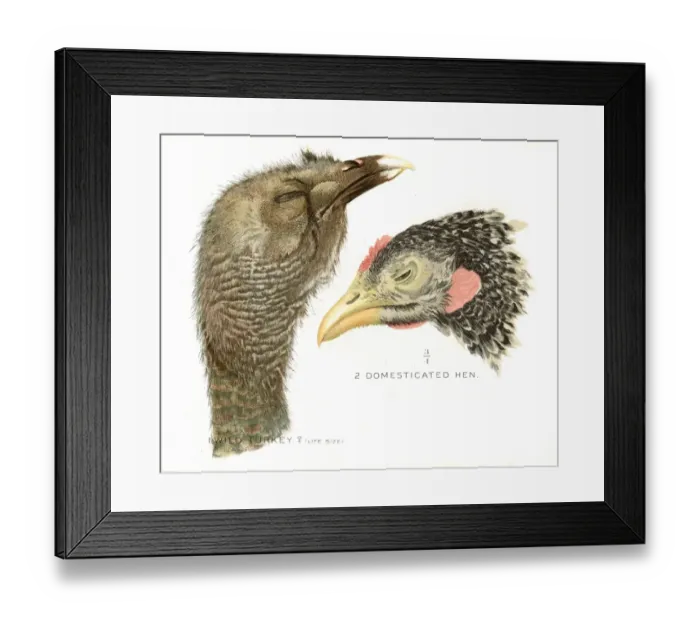 Framed Print : Wild turkey and hen lithograph 1897 Framed Print : Wild turkey and hen lithograph 1897